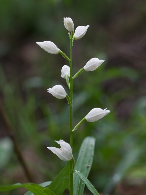 prilbovka dlholistá Cephalanthera longifolia (L.) Fritsch