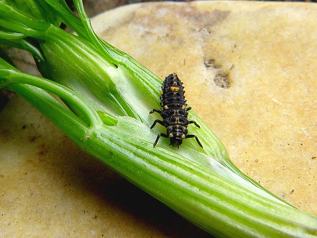 lienka dvojbodková /larva) Adalia bipunctata