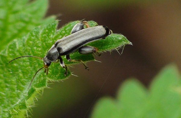 zástupca čeľade Melandryidae Osphya bipunctata