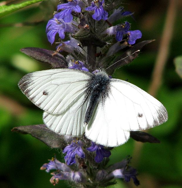 mlynárik repkový pieris napi