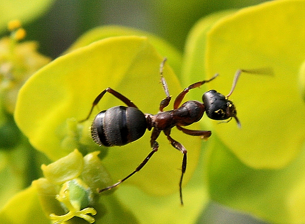 mravec obyčajný Lasius niger