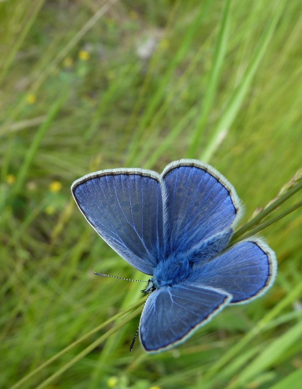 modráčik obyčajný Polyommatus icarus