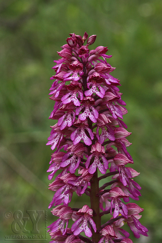 vstavač purpurový x vstavač vojenský Orchis x hybrida  Boenn.