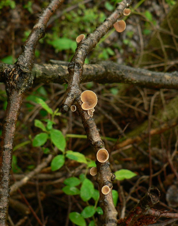 škľabka plstnatá - mušlovka plstnatá Schizophyllum amplum (Lév.) Nakasone