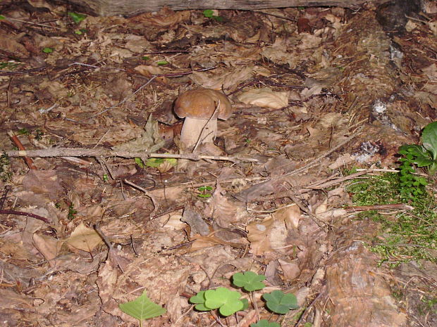 hríb dubový Boletus reticulatus Schaeff.