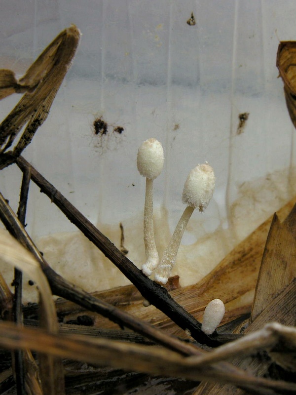 hnojník Coprinopsis cf. urticicola (Berk. & Broome) Redhead, Vilgalys & Moncalvo