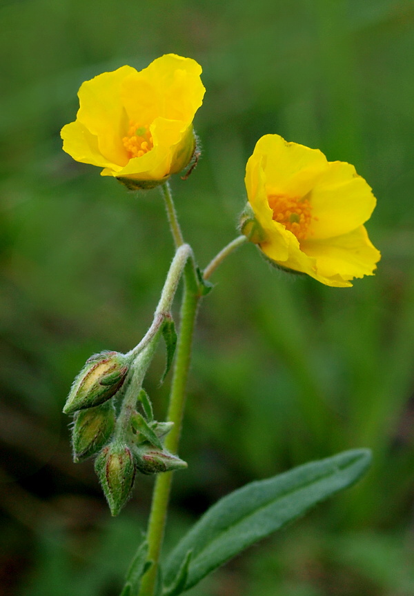 devätorník veľkokvetý Helianthemum grandiflorum (Scop.) DC.