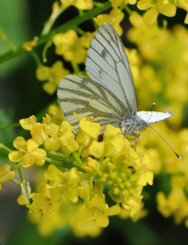 mlynárik repkový Pieris napi