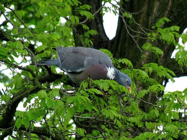 holub hrivnák -holub hřivnáč Columba palumbus