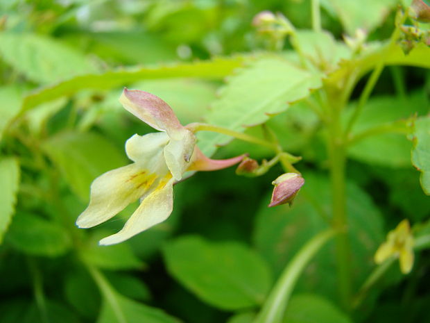 netýkavka malokvetá impatiens parviflora DC.