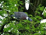 holub hrivnák -holub hřivnáč