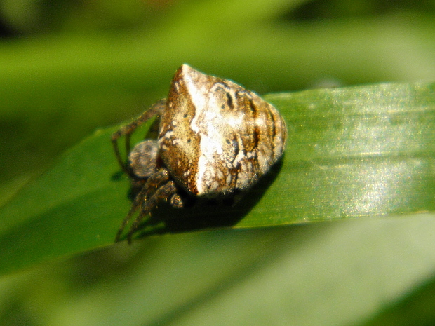 križiak dvojhrbý Gibbaranea bituberculata