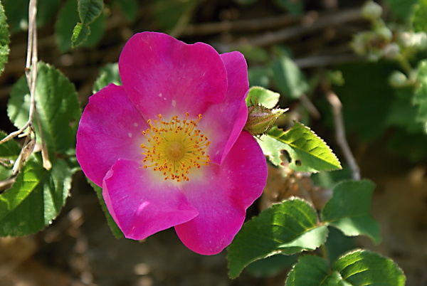 ruža jabĺčková Rosa villosa L.