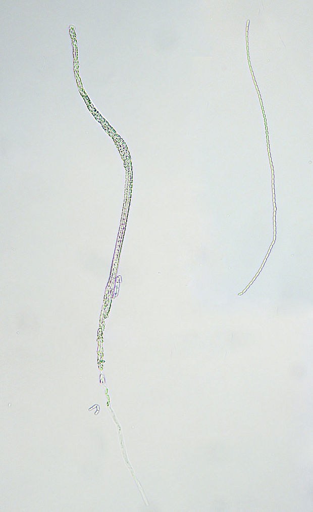žezlovka jantárová Ophiocordyceps gracilis  (Grev.) G.H. Sung, J.M. Sung, Hywel-Jones & Spatafora