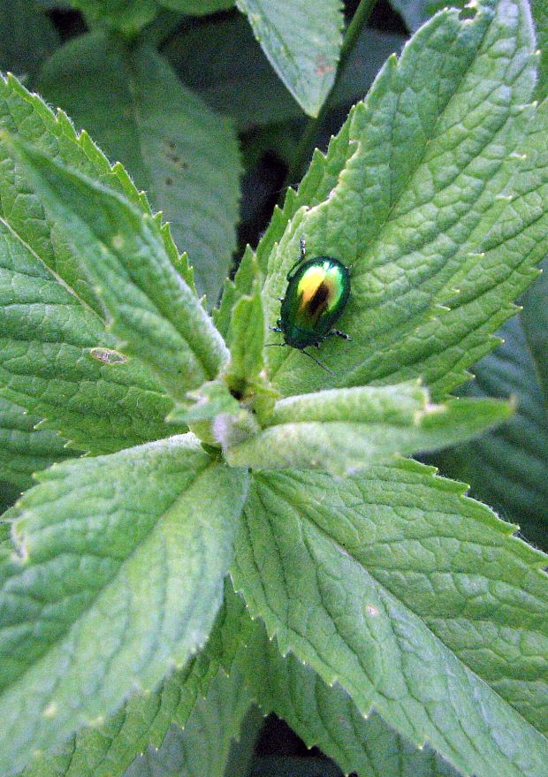 liskavka mätová  (Chrysolina herbacea)