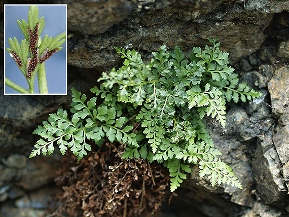 slezinnik klinovolistý Asplenium cuneifolium Viv.