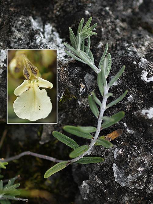hrdobarka horská chlpatá Teucrium montanum subsp. jailae Juz.