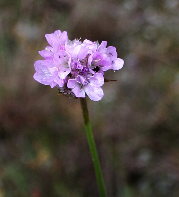 trávnička obecná Armeria vulgaris Willd.