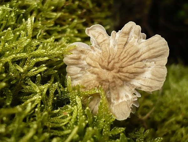 húževnatček vejárovitý Lentinellus flabelliformis (Bolton) S. Ito