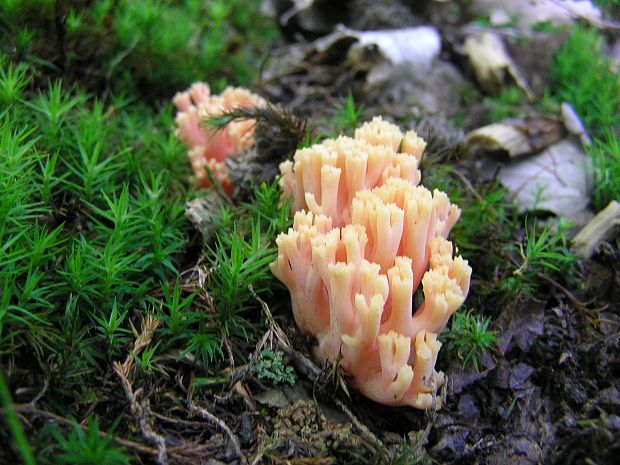 strapačka Ramaria myceliosa (Peck) Corner
