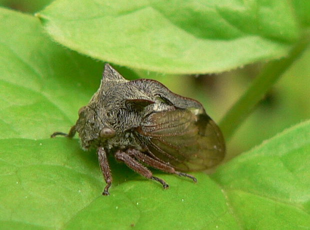 tŕňovka liesková - ostnohřbetka křovinná Centrotus cornutus L. 1758
