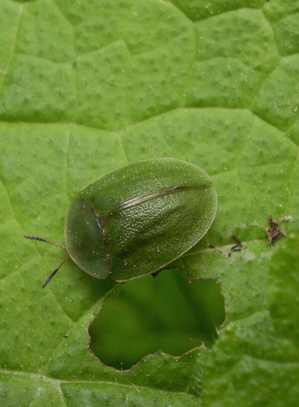 štítonoš zelený  Cassida viridis