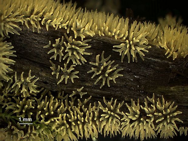 rohačka kríčkovitá Ceratiomyxa fruticulosa f. aurea (Link) Y. Jamam., 1998