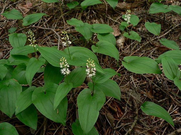 tôňovka dvojlistá - pstroček dvoulistý Maianthemum bifolium (L.) F. W. Schmidt