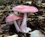 prilbička ružovkastá - Helmovka narůžovělá