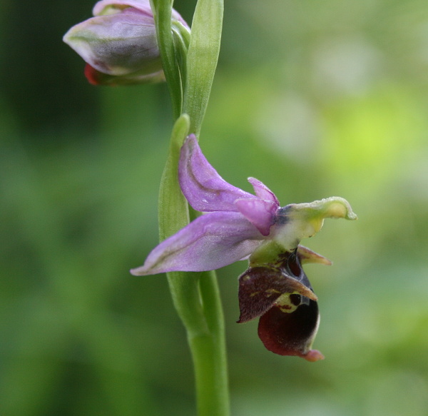 hmyzovník holubyho  Ophrys holubyana András.