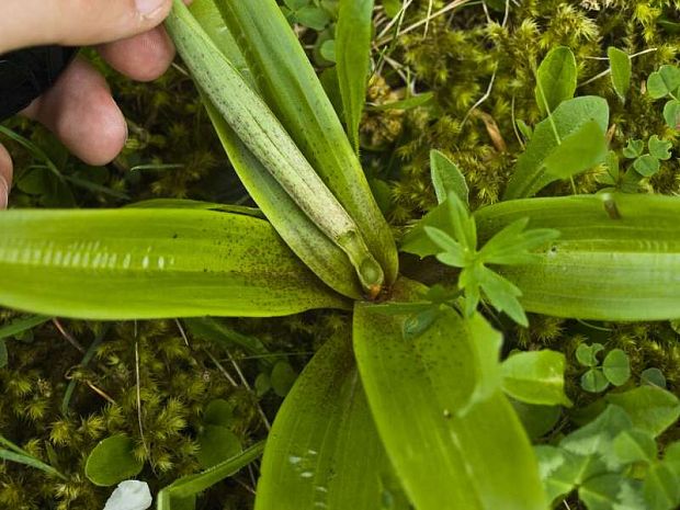 vstavač mužský poznačený okúsaný Orchis mascula subsp. signifera f. hamham (Vest) Soó