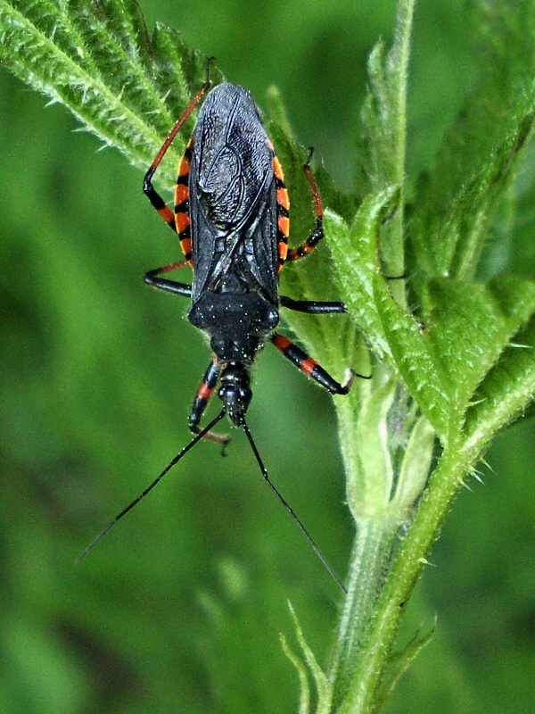 zákeřnice Rhynocoris annulatus