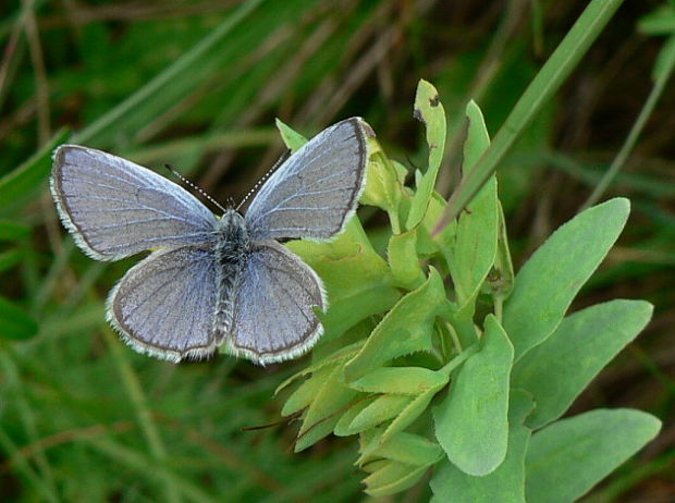 modráčik lucernový - modrásek tolicový Cupido decoloratus Staudinger, 1886