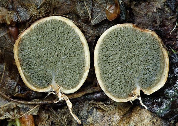 lúpavka belavá Hysterangium stoloniferum