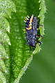 larva Lienky