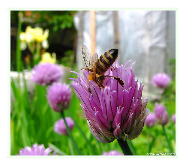 včela medonosná (Apis mellifera)