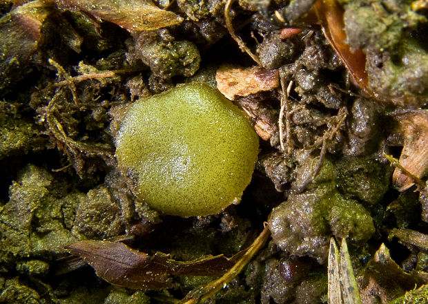 askobol zelený Ascobolus viridis Curr.