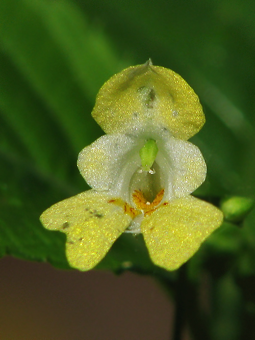 netýkavka malokvetá Impatiens parviflora DC.
