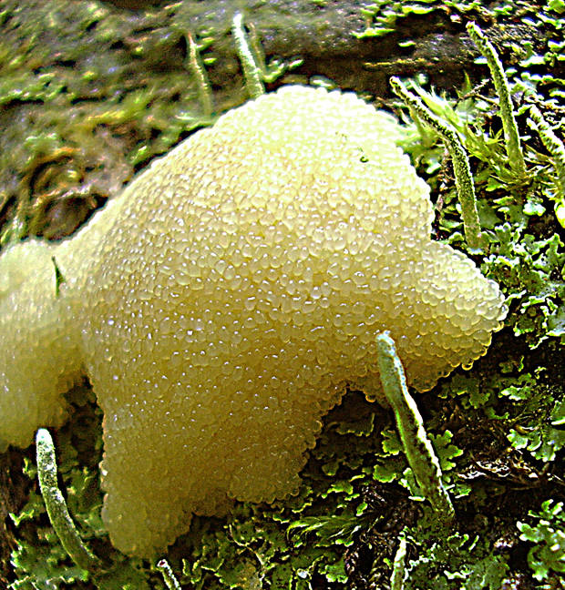 jahodník sasankovitý  Tubifera ferruginosa (Batsch) J.F. Gmel.