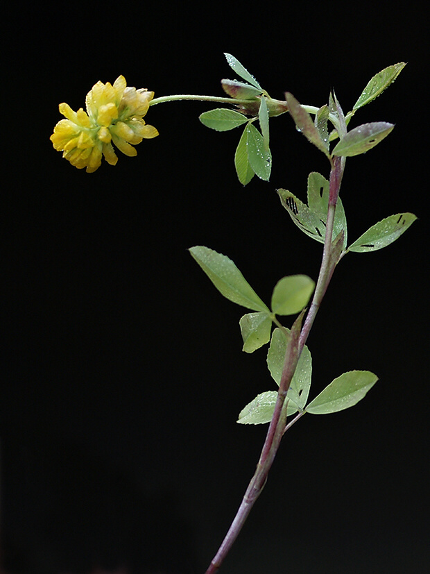 ďatelina zlatožltá Trifolium aureum Pollich