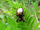 pavúk (samička)