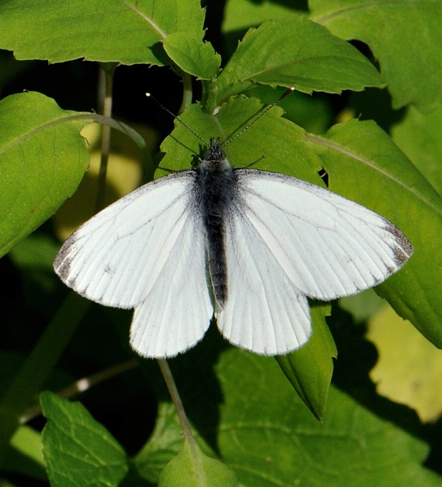 mlynárik repkový Pieris napi