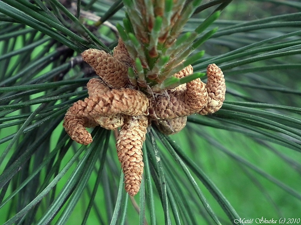 borovica čierna Pinus nigra Arn.