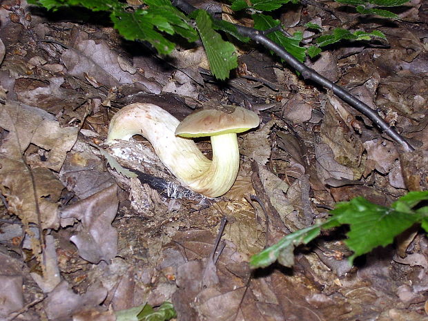 suchohríb plstnatý Boletus subtomentosus L.