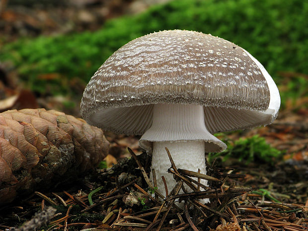 muchotrávka hrubá Amanita excelsa (Fr.) Bertill.