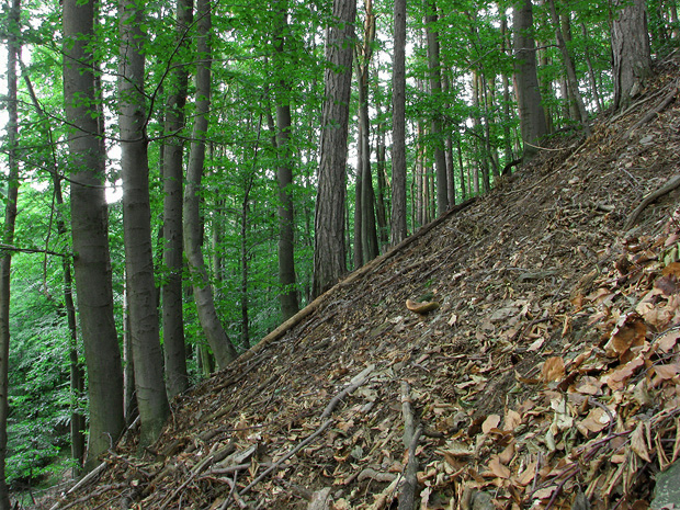 biotop hríba dubového
