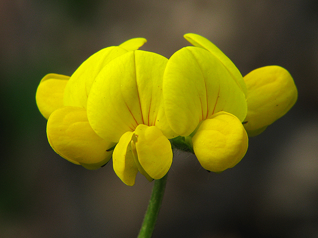 ľadenec rožkatý Lotus corniculatus L.