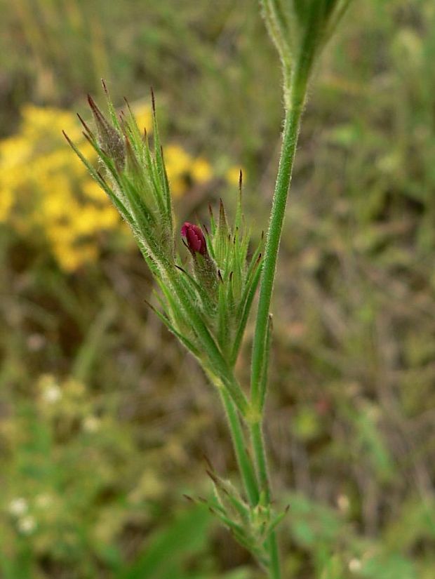 klinček zväzkovitý - hvozdík svazčitý Dianthus armeria L.