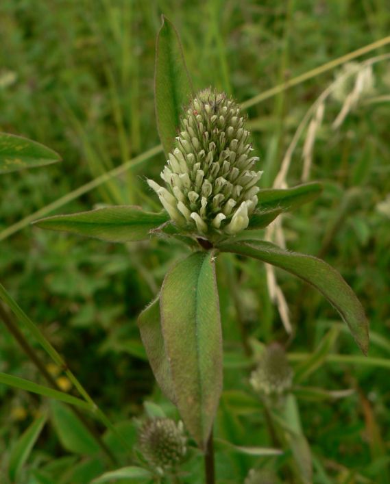 ďatelina bledožltá - jetel bledožlutý Trifolium ochroleucon Huds.