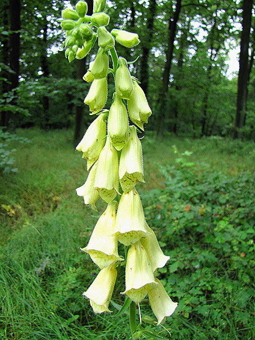 náprstník veľkokvetý Digitalis grandiflora Mill.
